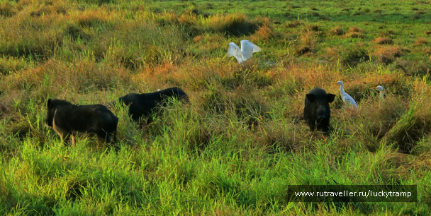 photo 2047530