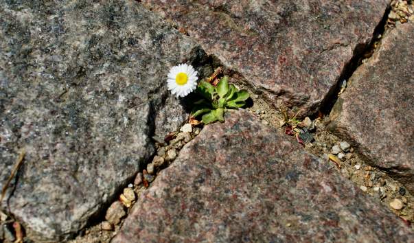 ������������. Camomile in stones.13.05