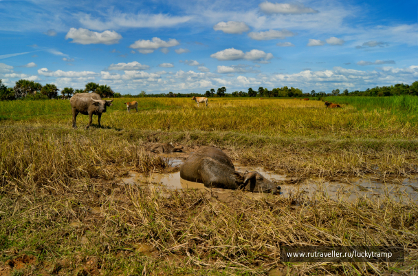 photo 2122977