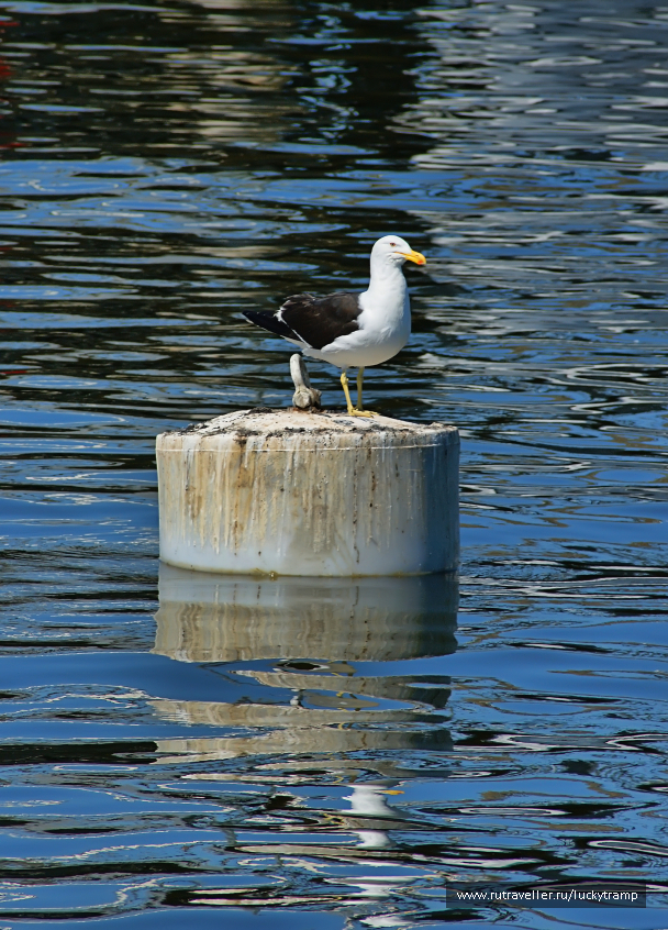 photo 2106339