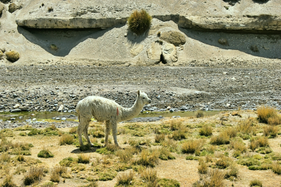photo 2010236