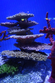 photo 1327227