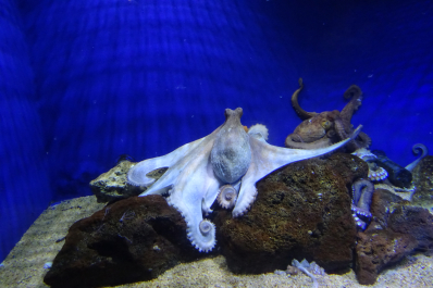 photo 1330031