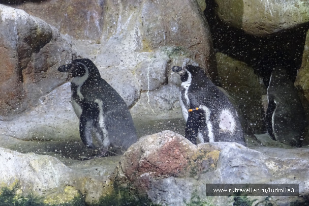 photo 1332727