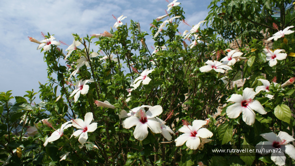 photo 65293