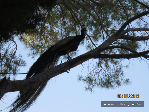 photo 429254