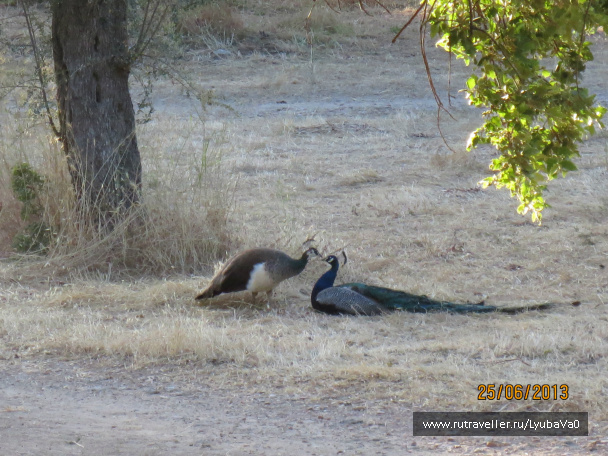 photo 429261