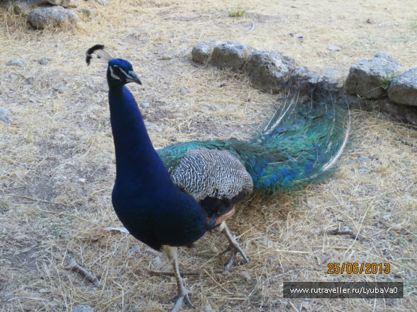 photo 429264