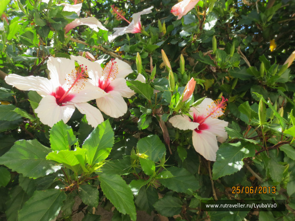 photo 429268