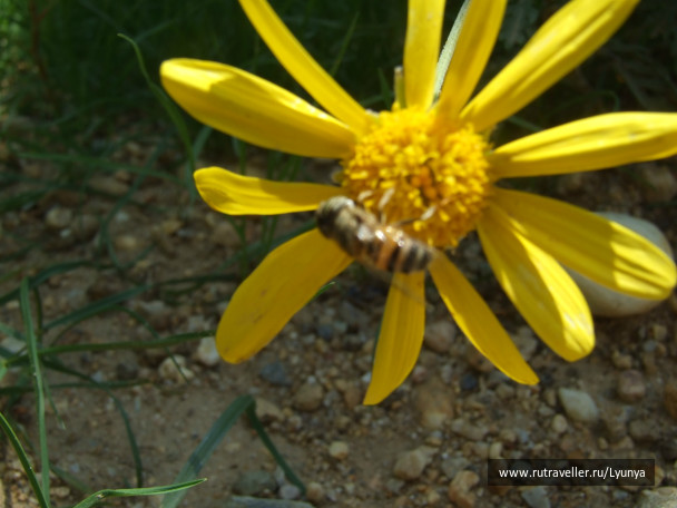 photo 254025