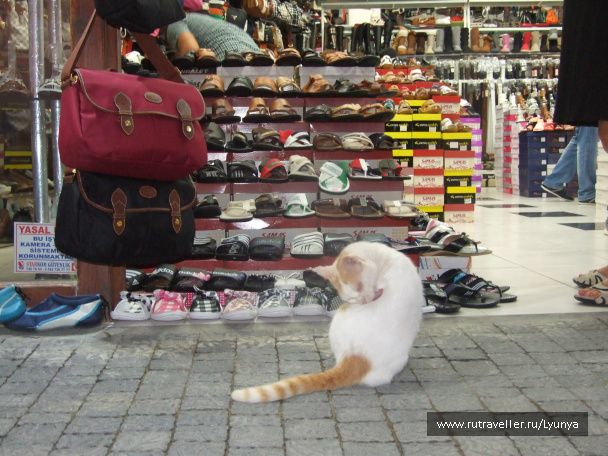 photo 265529