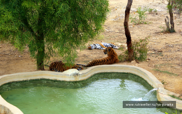 photo 145554