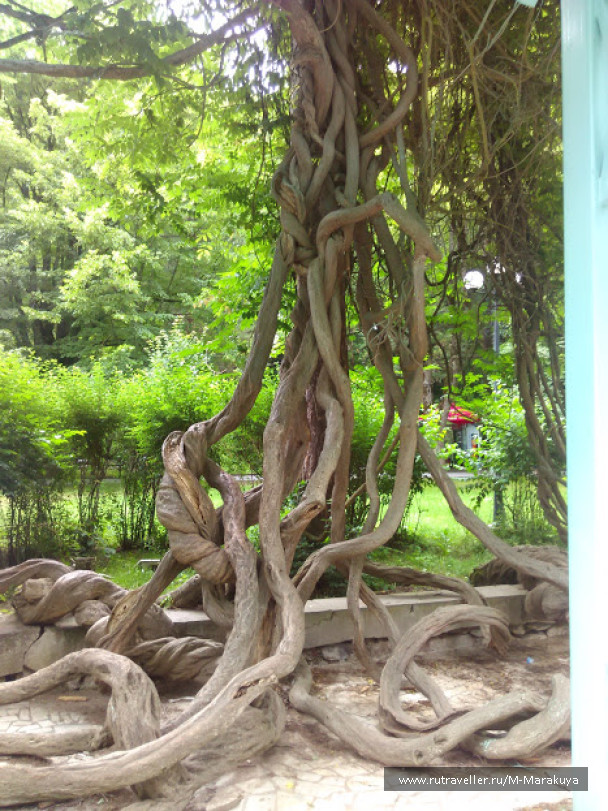 photo 1294571