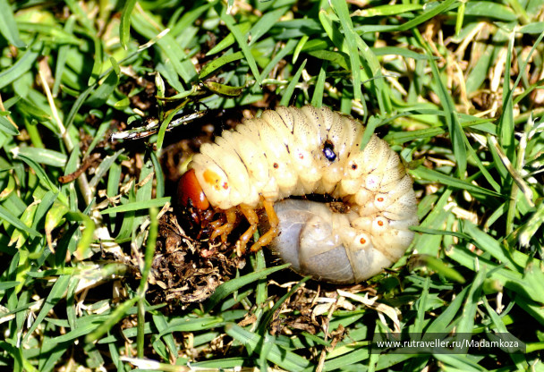 photo 240383