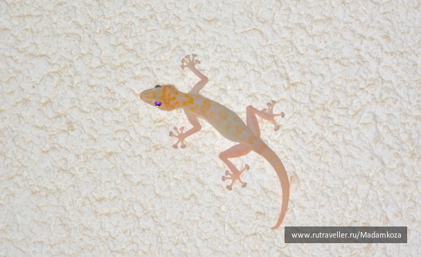 photo 240385