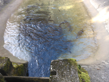 photo 630131