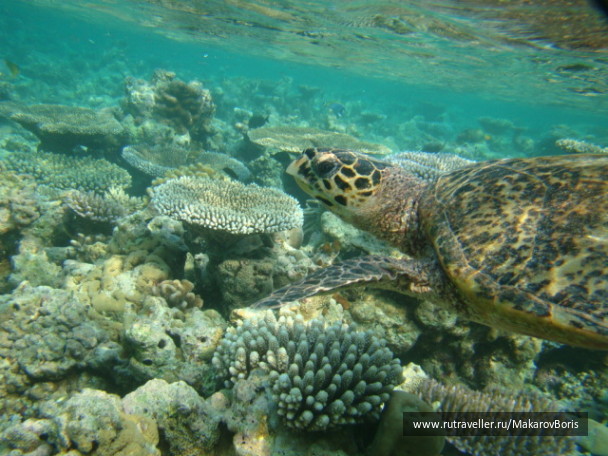 photo 260745
