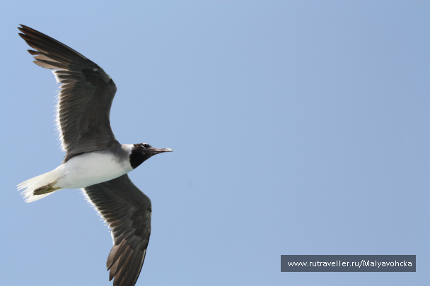 photo 729955
