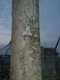 photo 142512
