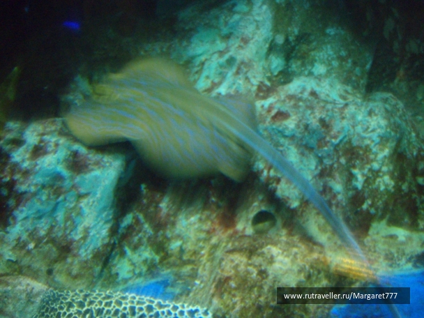 photo 202385