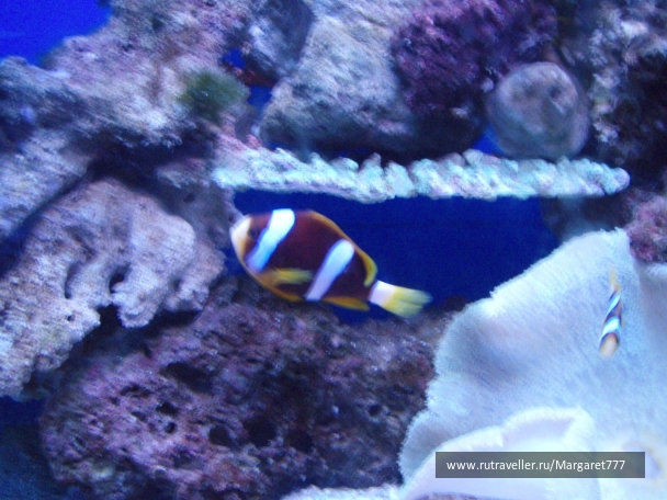 photo 202388