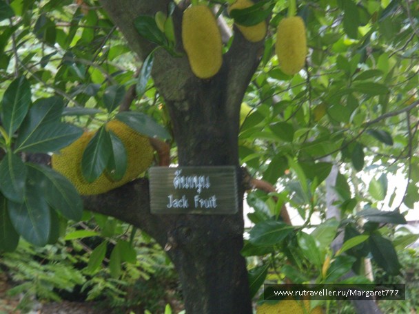 photo 205980