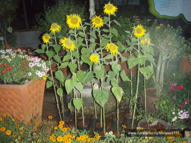photo 206489