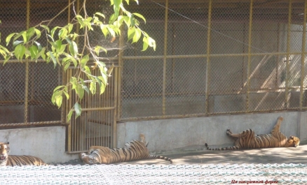 photo 280529