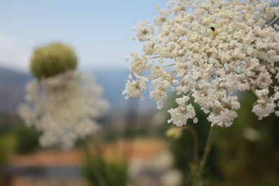 photo 127317
