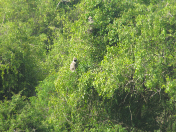 photo 207481