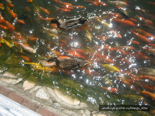 photo 477495