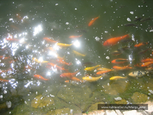 photo 477497