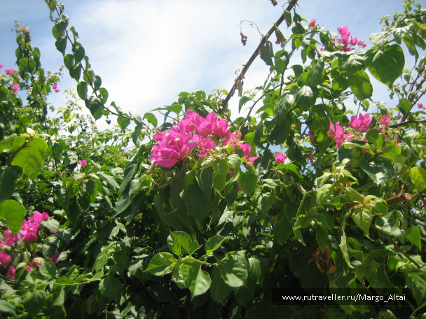 photo 477499