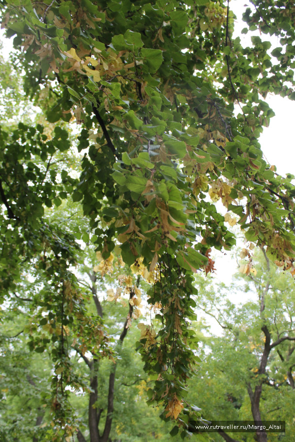 photo 533780
