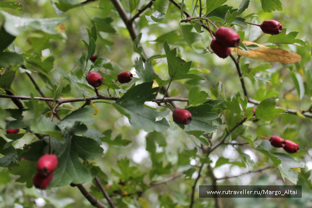 photo 533781