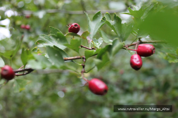 photo 533782