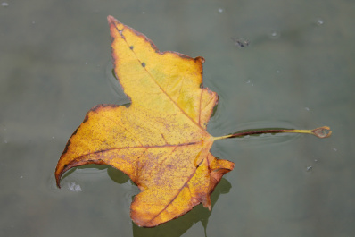 photo 533802