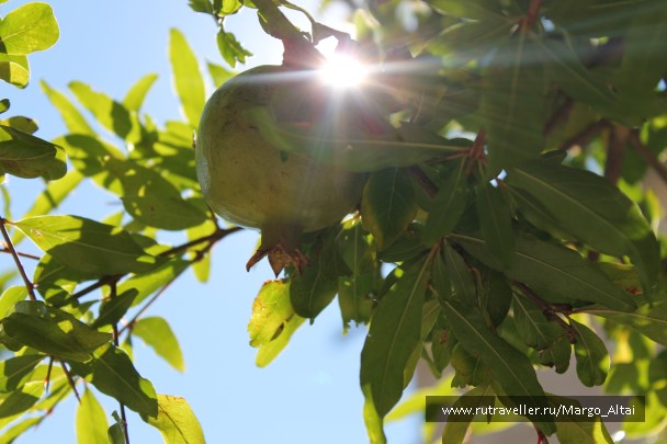 photo 876187