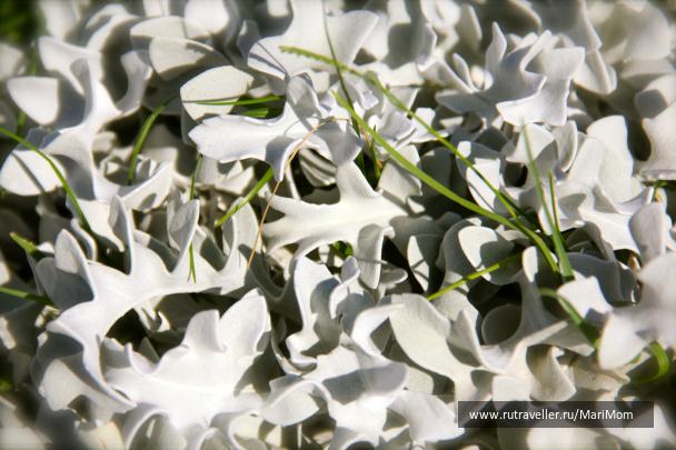 photo 141890