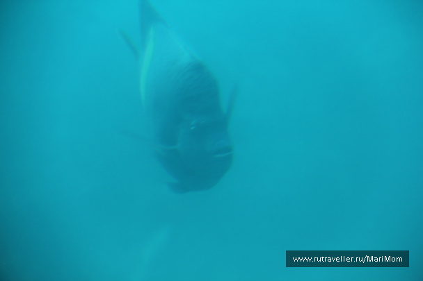 photo 152072