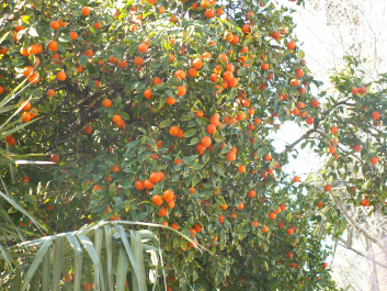 photo 980986