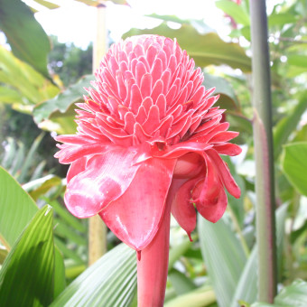 Цветы Коста Рики