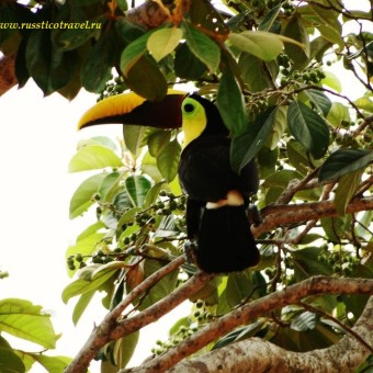 Животный мир Коста Рики