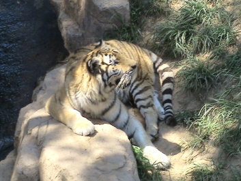 photo 315175