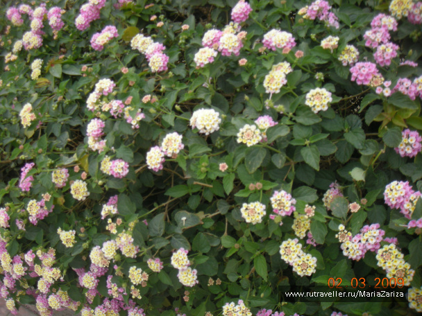 photo 336769