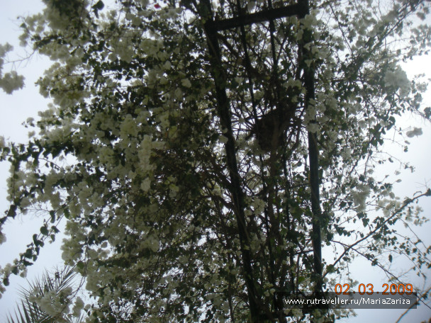 photo 336773