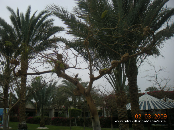 photo 337046