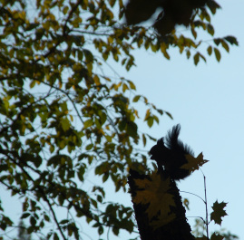 photo 277379