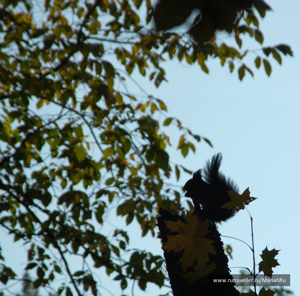 photo 277379