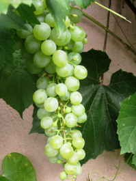 photo 427660
